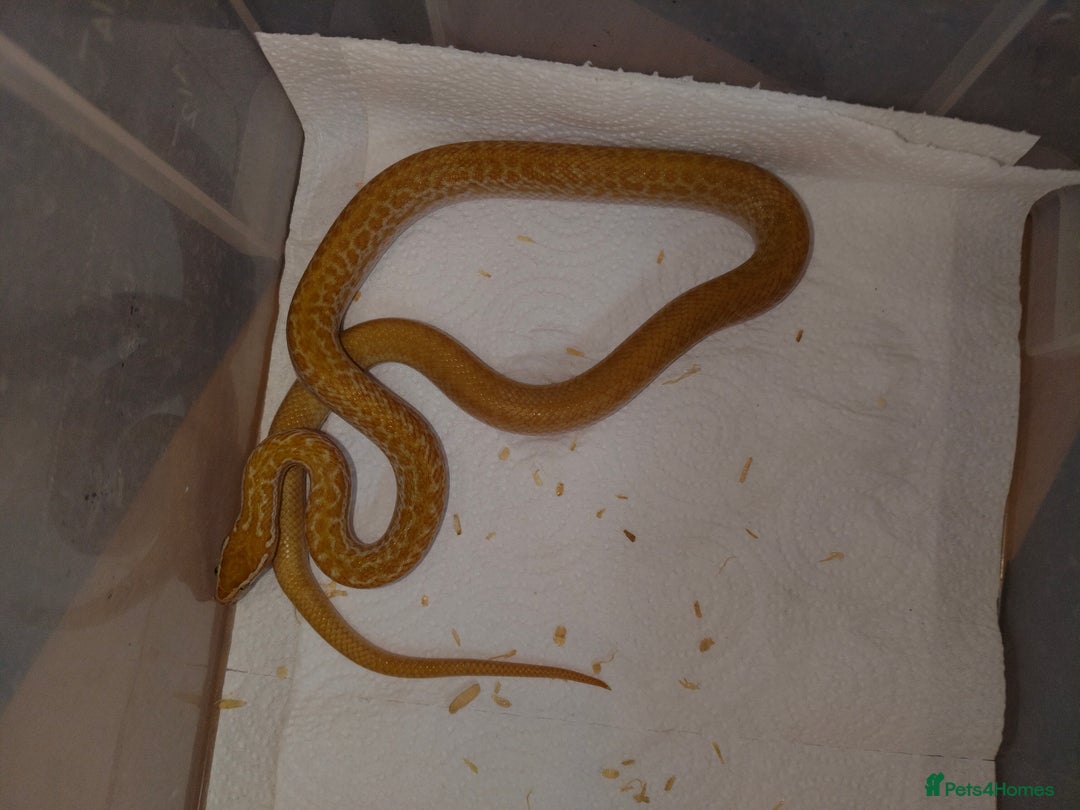 Snake reptiles for sale: African House Snake - Advert 3