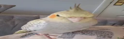 Cockatiels birds for sale: Cockatiel  - Advert 2