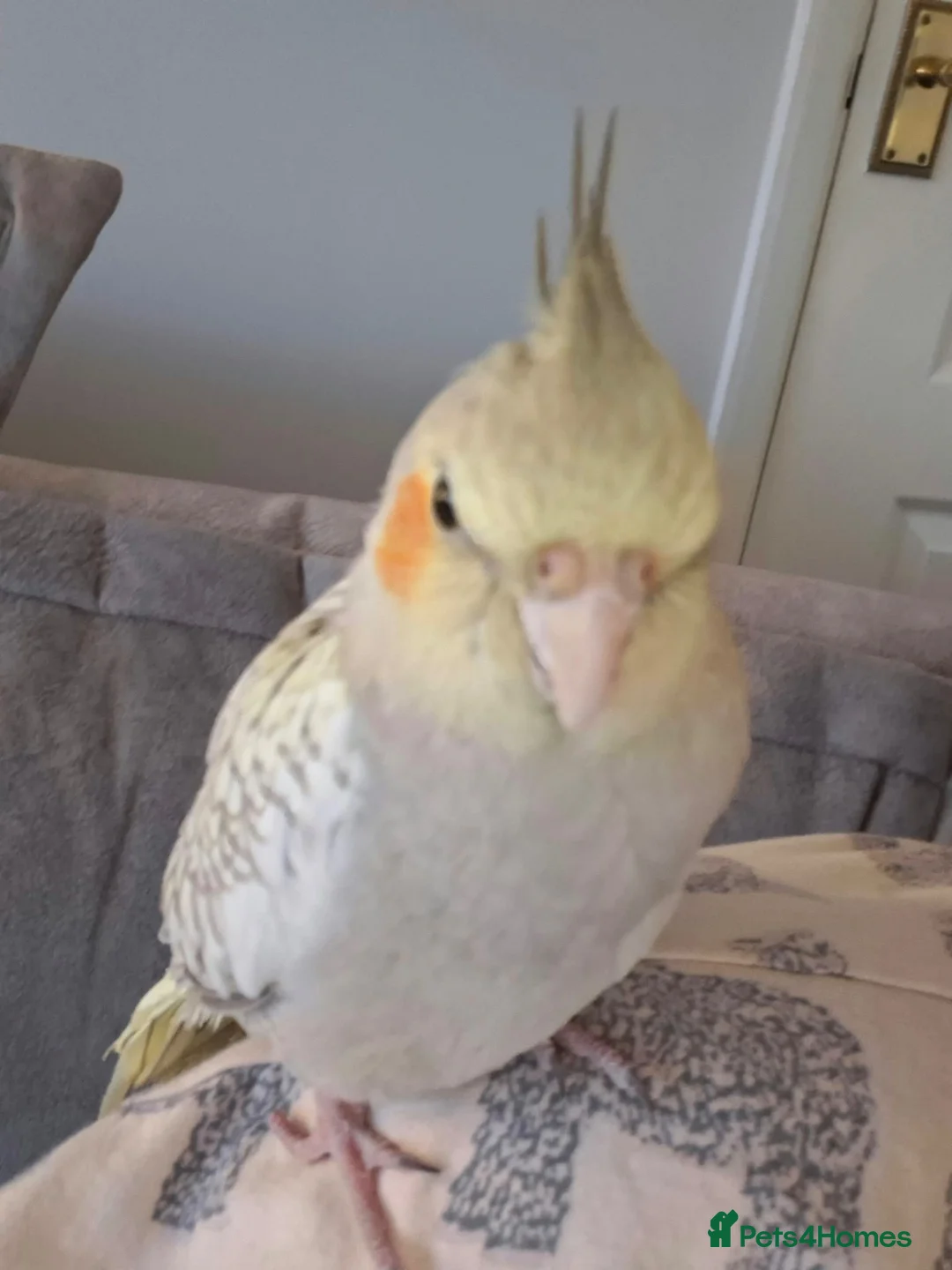 Cockatiels birds for sale: Cockatiel  - Advert 2