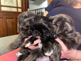 Shih Tzu dogs imperial karishishi shih tzu dobie carriers - Advert 1