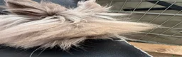 Lionhead rabbits for sale: Double mane lionhead Bunnies in Wrexham - Advert 2