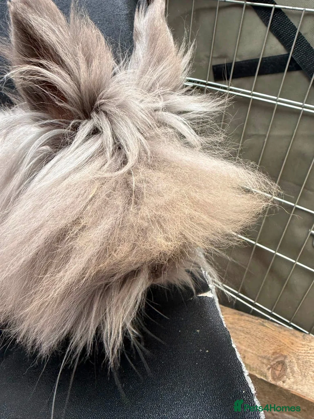 Lionhead rabbits for sale: Double mane lionhead Bunnies in Wrexham - Advert 2