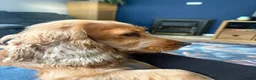 Cocker Spaniel dogs for sale: Forever home needed for our lovely Lillie  - Advert 4