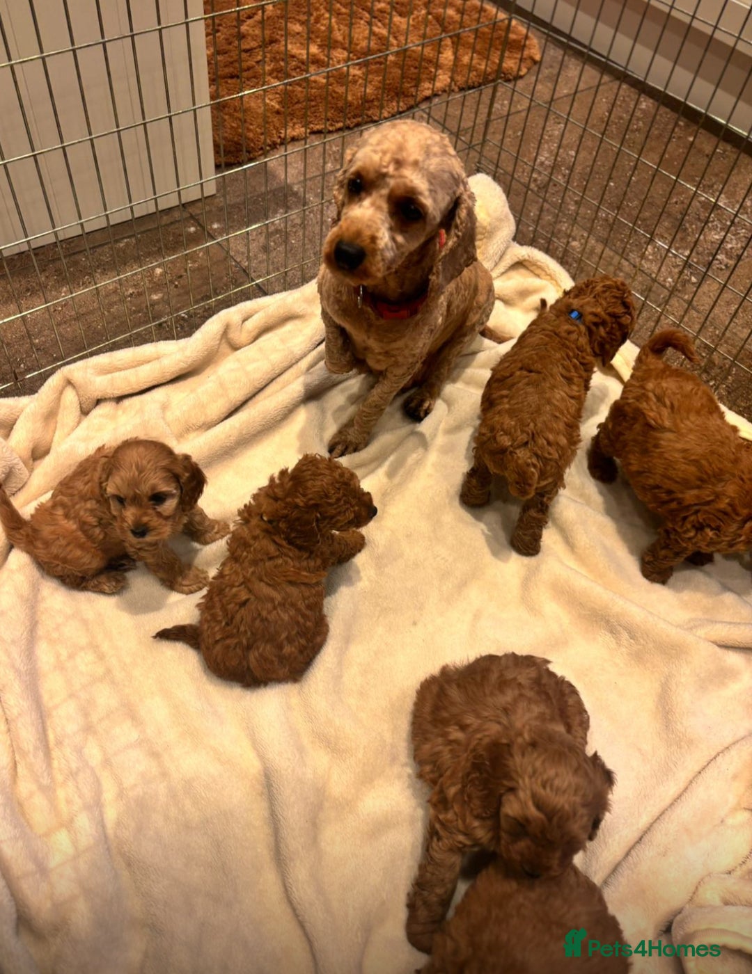 Cockapoo dogs for sale: F1B cockapoo puppies  - Image 2