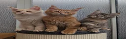 Maine Coon cats for sale: Stunning Tica registered Maine coons - Advert 11