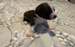 Mixed Breed dogs for sale: Sprollies - Image 8