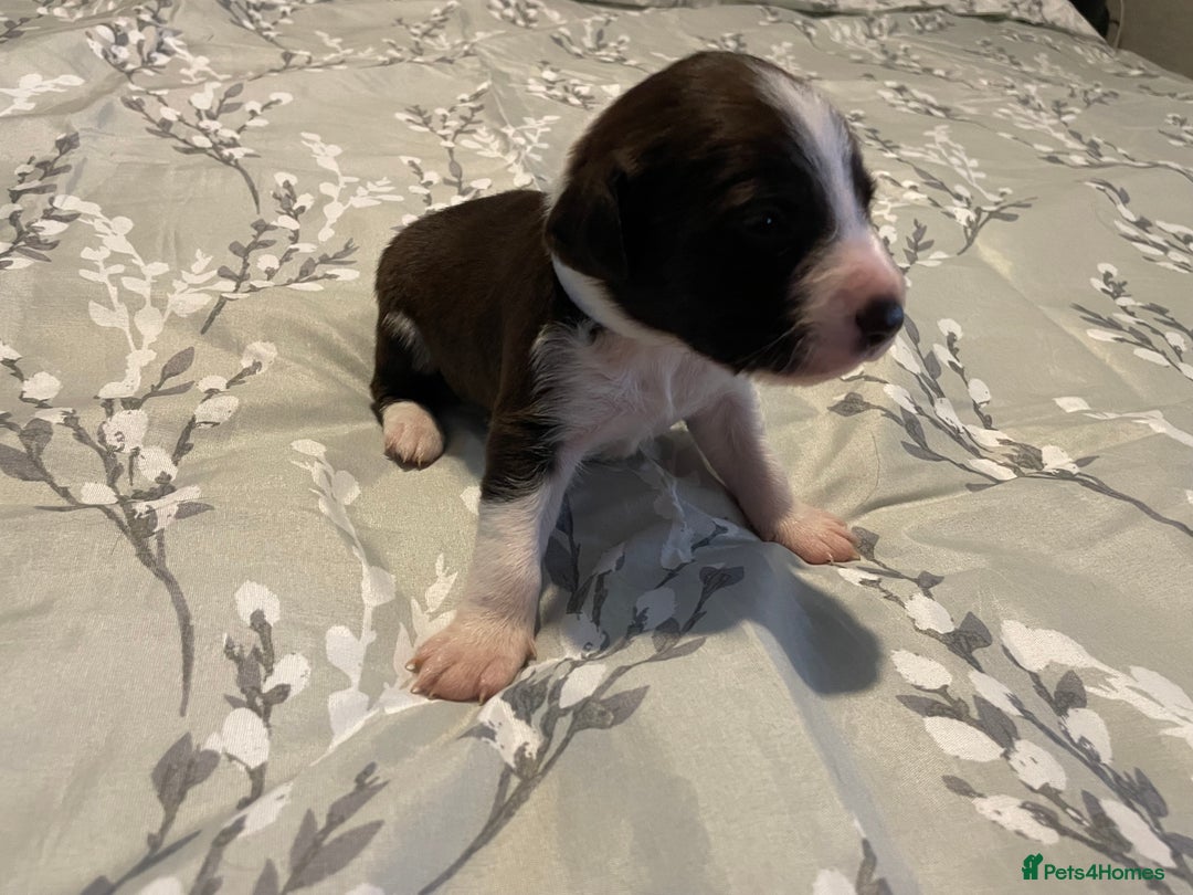 Mixed Breed dogs for sale: Sprollies - Image 8