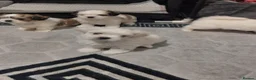 Malshi dogs for sale: MALSHI  - Advert 15