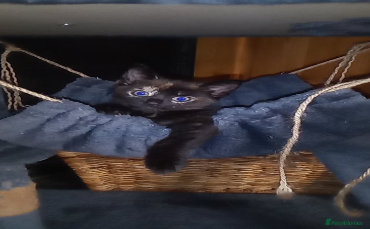 Mixed Breed cats - Advert 3