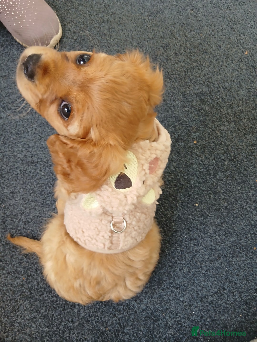 Cavachon dogs for sale: 12 week old csvachon boy - Advert 5