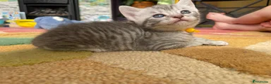 Sylvia- yellow collar