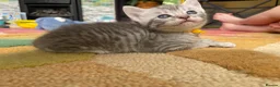 British Shorthair cats for sale: 4 beautiful British shorthair mixes.  - Advert 9