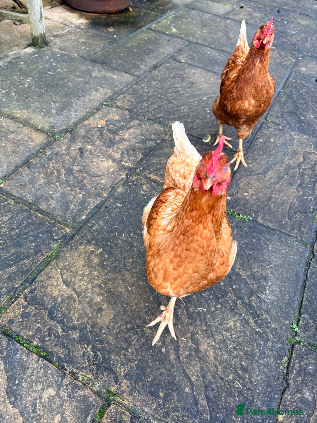 Hens poultry for sale: 2 Hens for sale - Advert 2