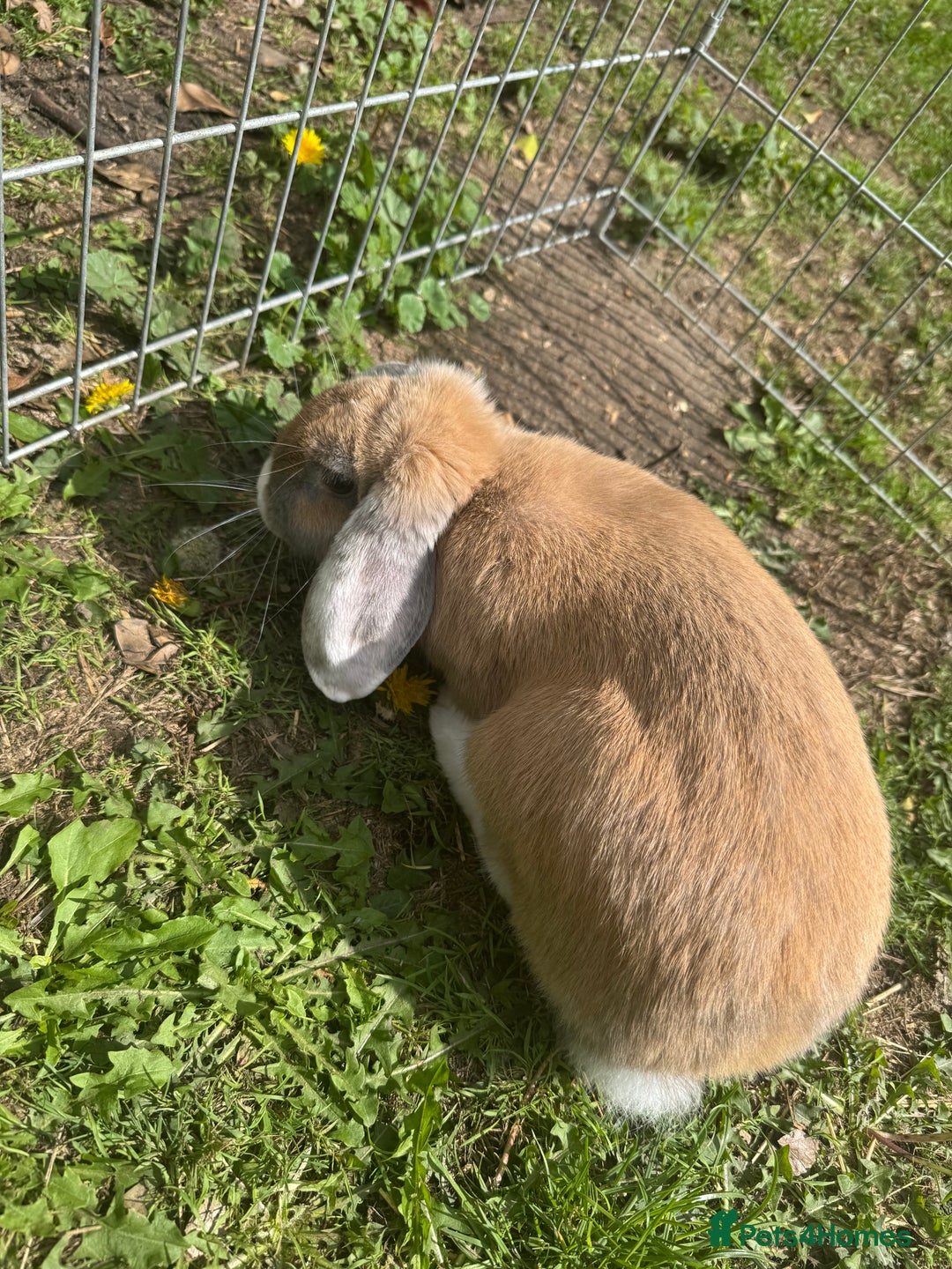 Mixed Breed rabbits for sale: Litter of Rabbit kits - Image 8