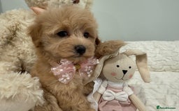 Maltipoo dogs for sale: 7 stunning f1 Maltipoo's. Fully DNA & Heath clear - Image 4
