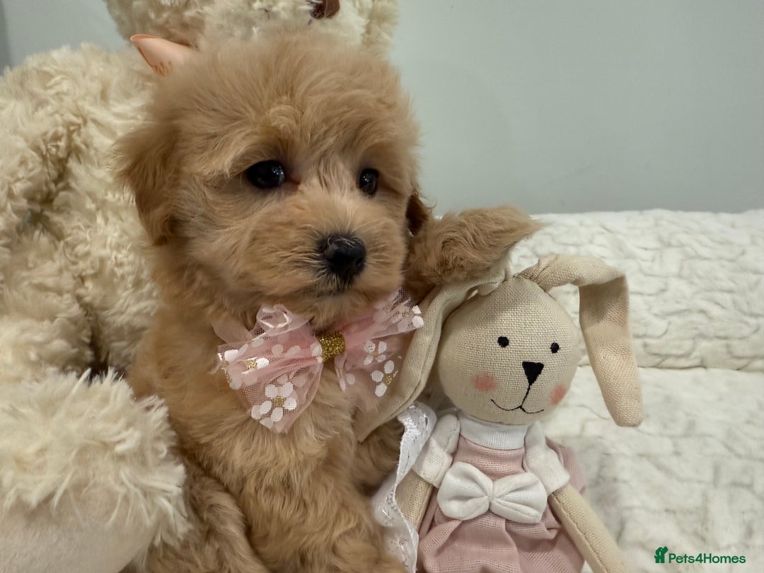 Maltipoo dogs for sale: 7 stunning f1 Maltipoo's. Fully DNA & Heath clear - Image 4