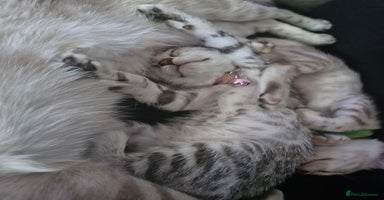 Bengal cats - Advert 6