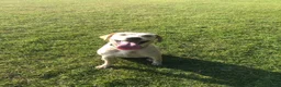 Labrador Retriever dogs for sale: Labrador puppies - Advert 10