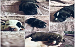 Mixed Breed dogs for sale: Beautiful mixed breed puppies - Image 11