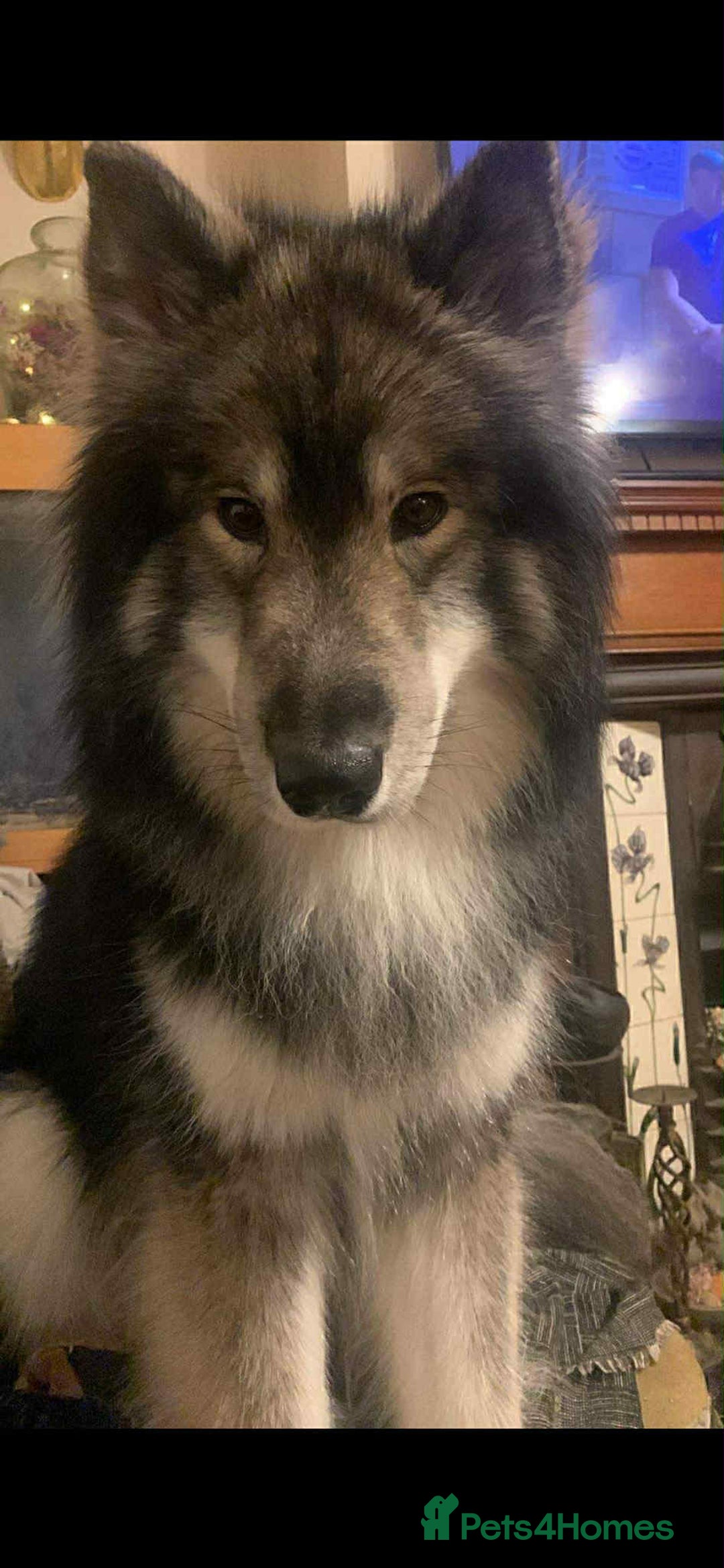 Mixed Breed dogs for stud:  Utonagan Stud: Husky/malamute/German shepherd mix - Advert 3