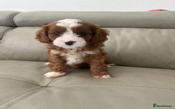 Cavapoo dogs for sale: 🧸F1 Cavapoo, health tested with unique markings.  - Image 6