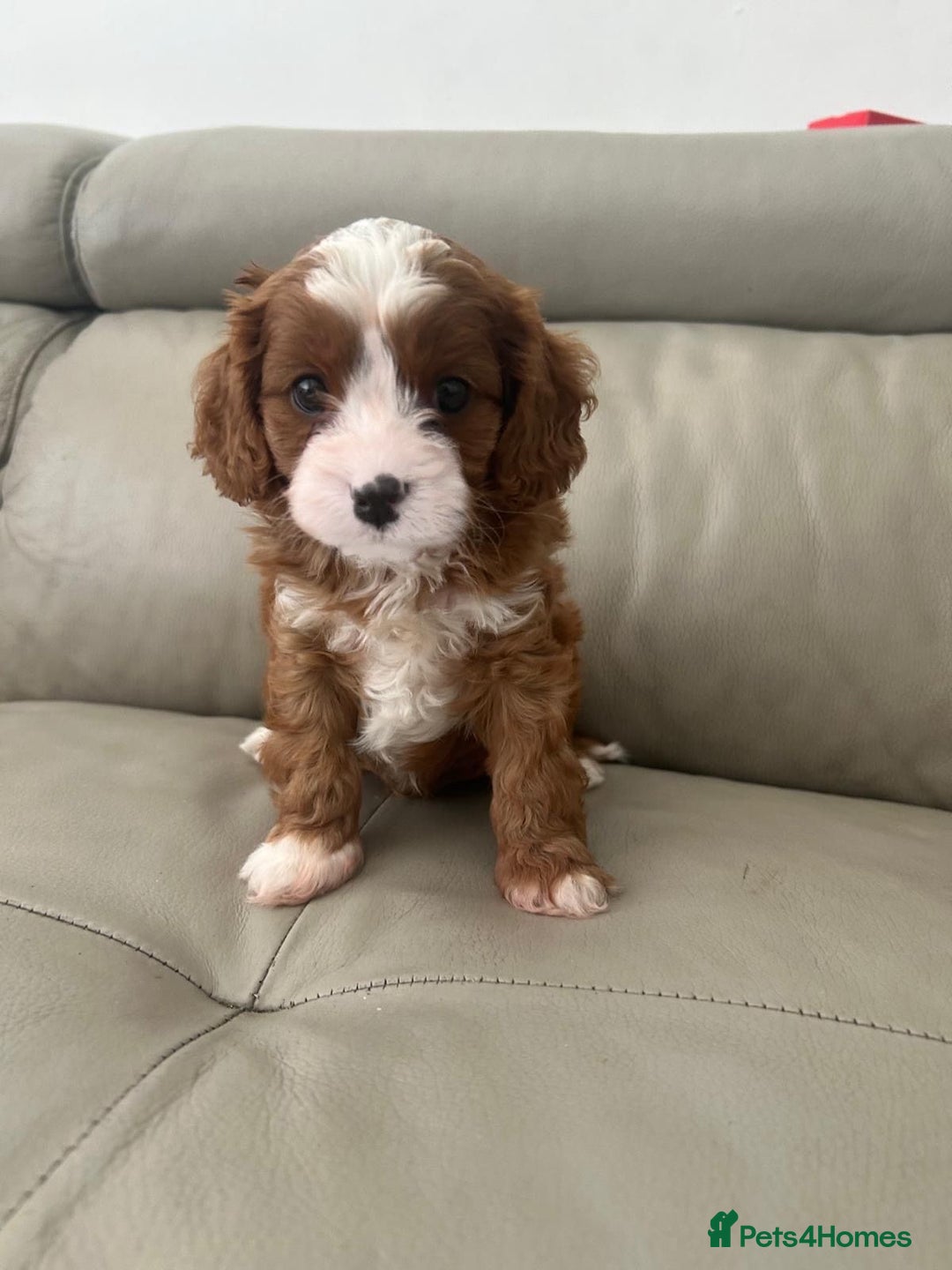 Cavapoo dogs for sale: 🧸F1 Cavapoo, health tested with unique markings.  - Image 6