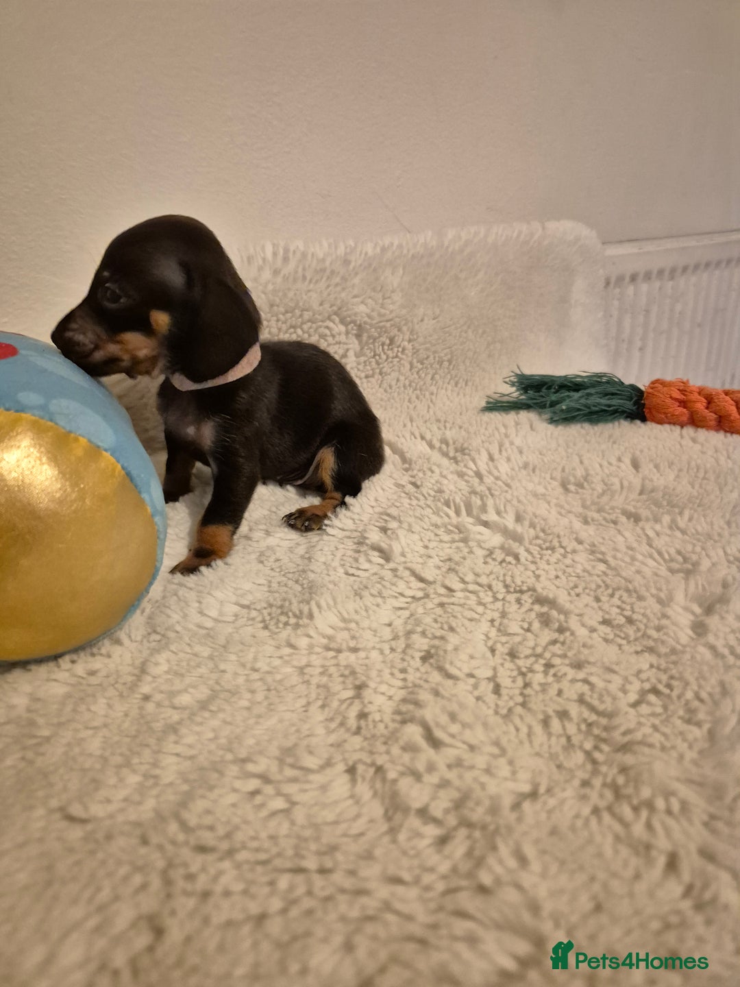 Miniature Dachshund dogs for sale: ❤️ 🐕 Miniature Dachshunds  - Image 27