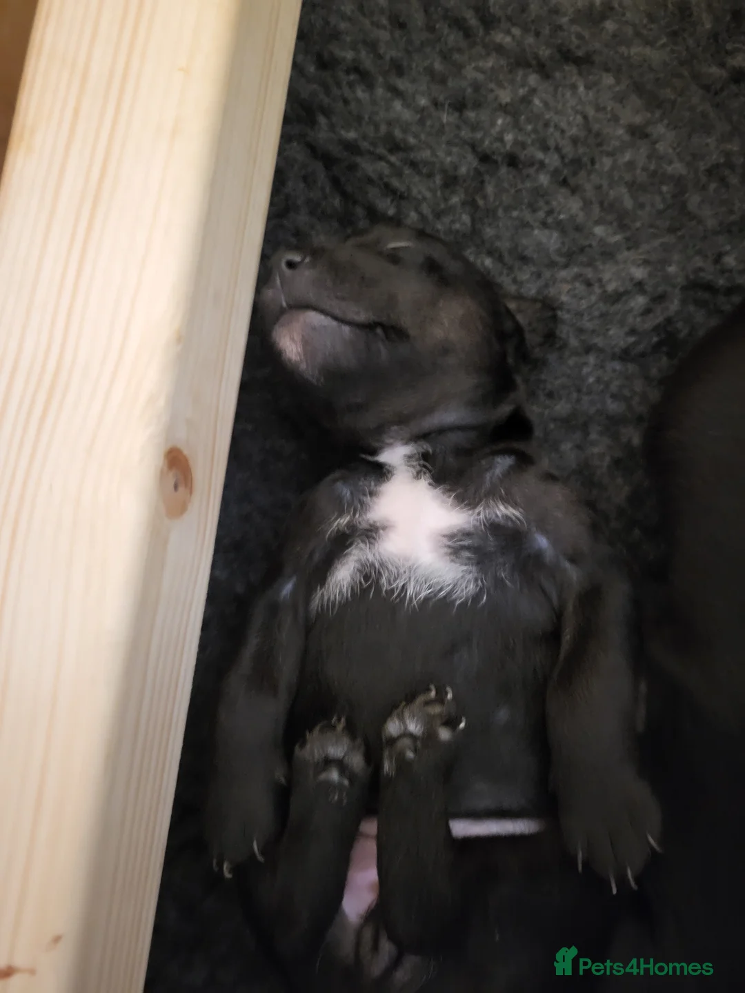 Patterdale Terrier dogs for sale: Patterdale puppies  - Advert 10