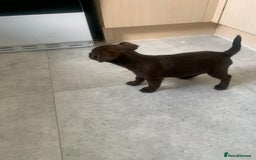 Patterjack dogs for sale: Outstanding litter of patterjack puppys for sales  - Image 12