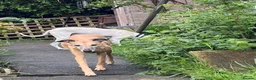Lurcher dogs for adoption: MISTY AND ELSA, OLDER GIRLS IN RESCUE - Advert 5