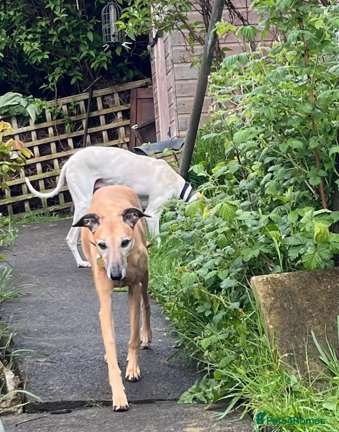 Lurcher dogs for adoption: MISTY AND ELSA, OLDER GIRLS IN RESCUE - Advert 5