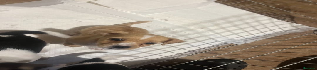 Jack Russell Puppy 3