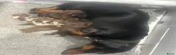 Miniature Dachshund dogs for sale: KC, DNA clear, beautiful mini dachshund puppies - Advert 4