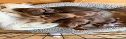 Miniature Dachshund dogs for sale: Miniature dachshund chocolate and tanned. - Advert 5