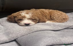 Mixed Breed dogs for sale: Cavapoo X Shihpoo puppies for sale - Image 5
