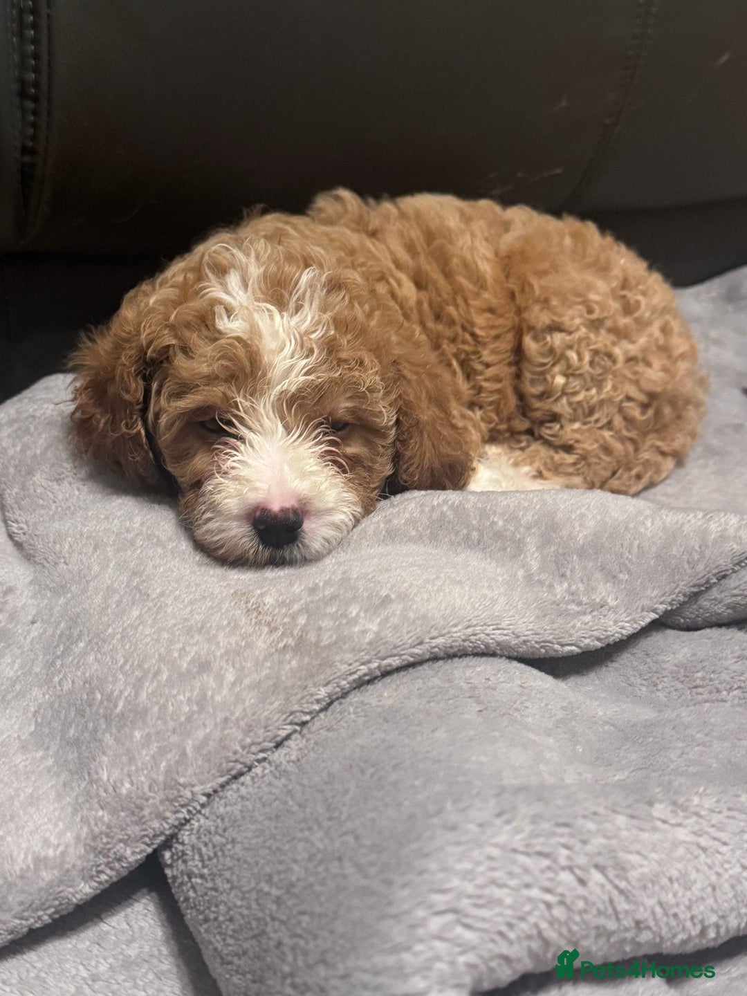 Mixed Breed dogs for sale: Cavapoo X Shihpoo puppies for sale - Image 5