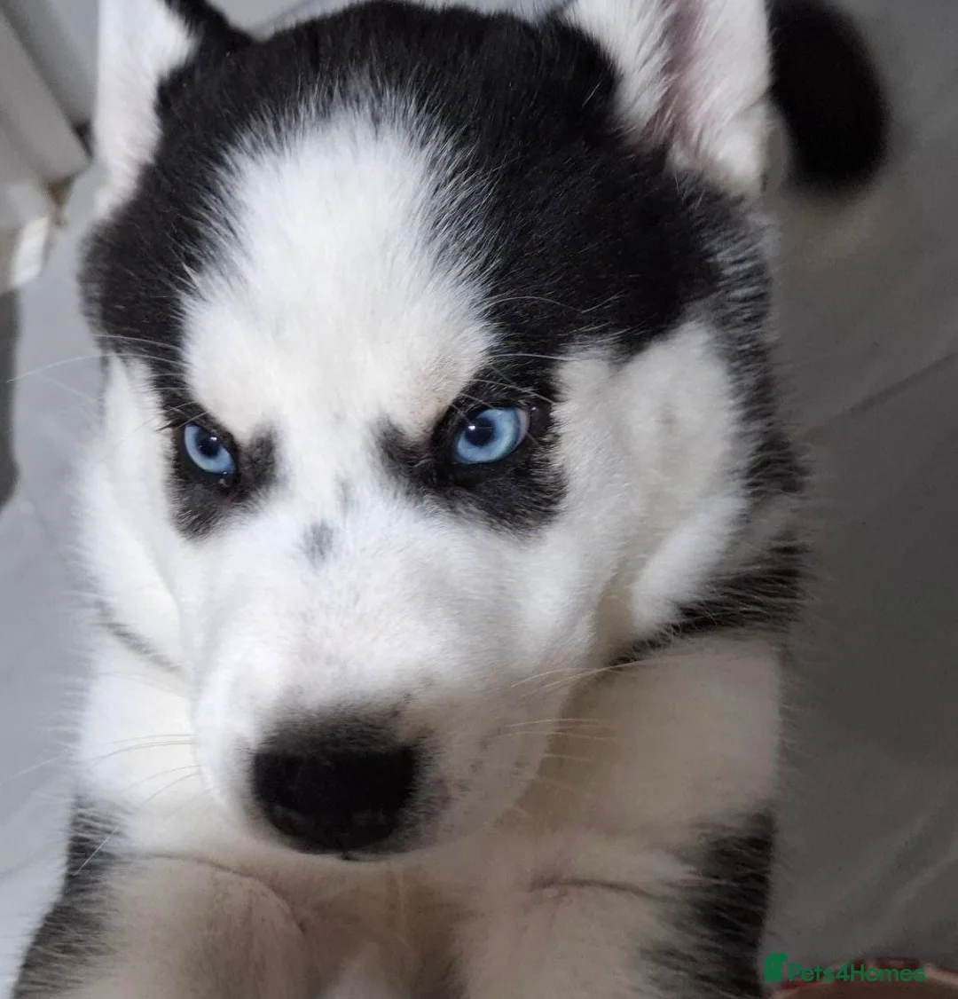 Siberian Husky dogs for sale: Siberian Huskies- BIG and WOOLY (4 Female, 1 Male) - Advert 22