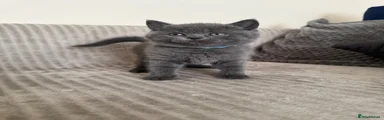 British Shorthair 1