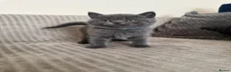 British Shorthair cats for sale: 🐱 British shorthair kittens pedigree ❤️❤️❤️ - Advert 15
