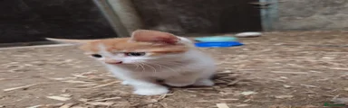 Ginger Boy 2