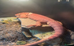 Lizard reptiles for sale: Male tegu for sale  - Image 1