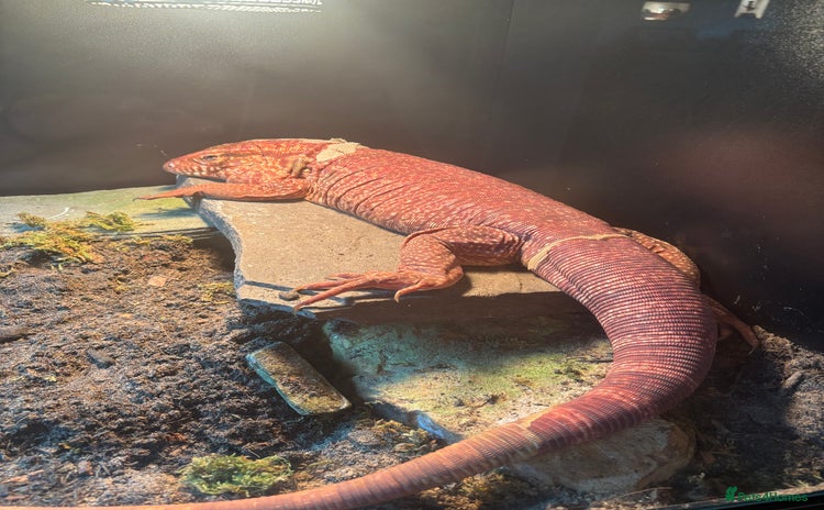 Lizard reptiles - Advert 12