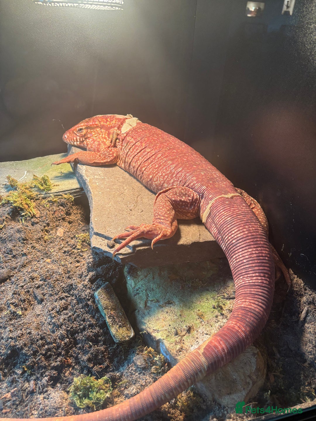Lizard reptiles for sale: Male tegu for sale  - Image 1