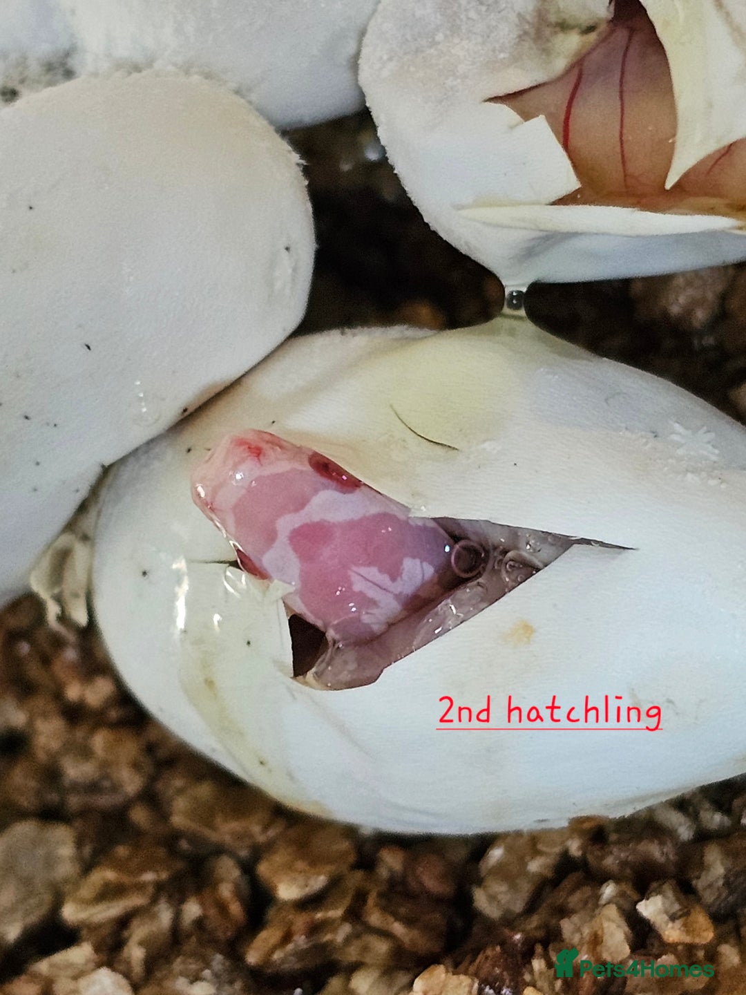 Corn Snake reptiles for sale: Beautiful corn snakes  - Image 3