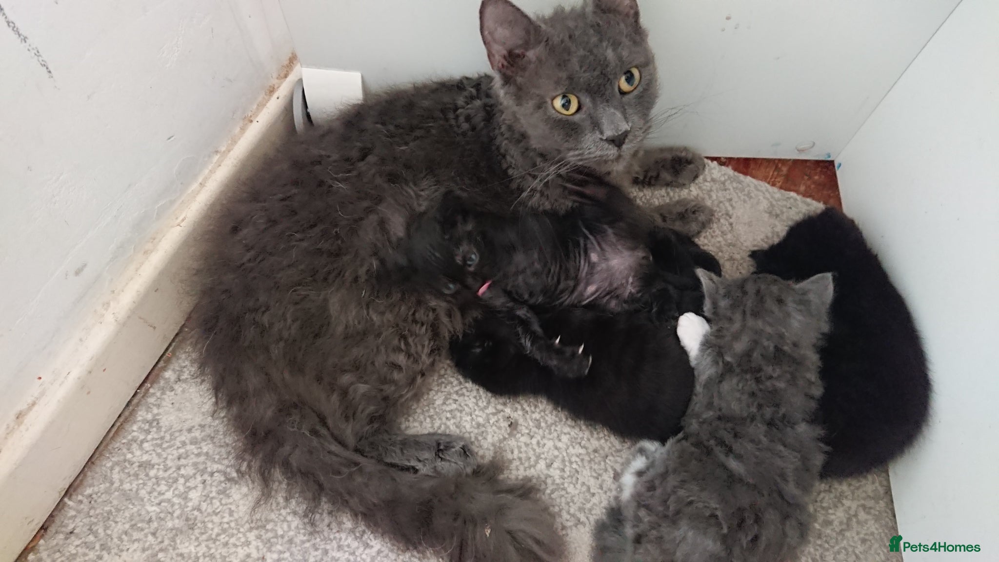 Mixed Breed cats Adorable LAST boy left. La Perm X - Advert 1