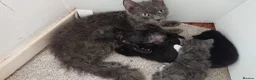 Mixed Breed cats for sale: Adorable LAST boy left. La Perm X - Advert 6
