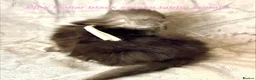 Maine Coon cats for sale: Stunning Maine Coon kittens in Droitwich - Advert 9