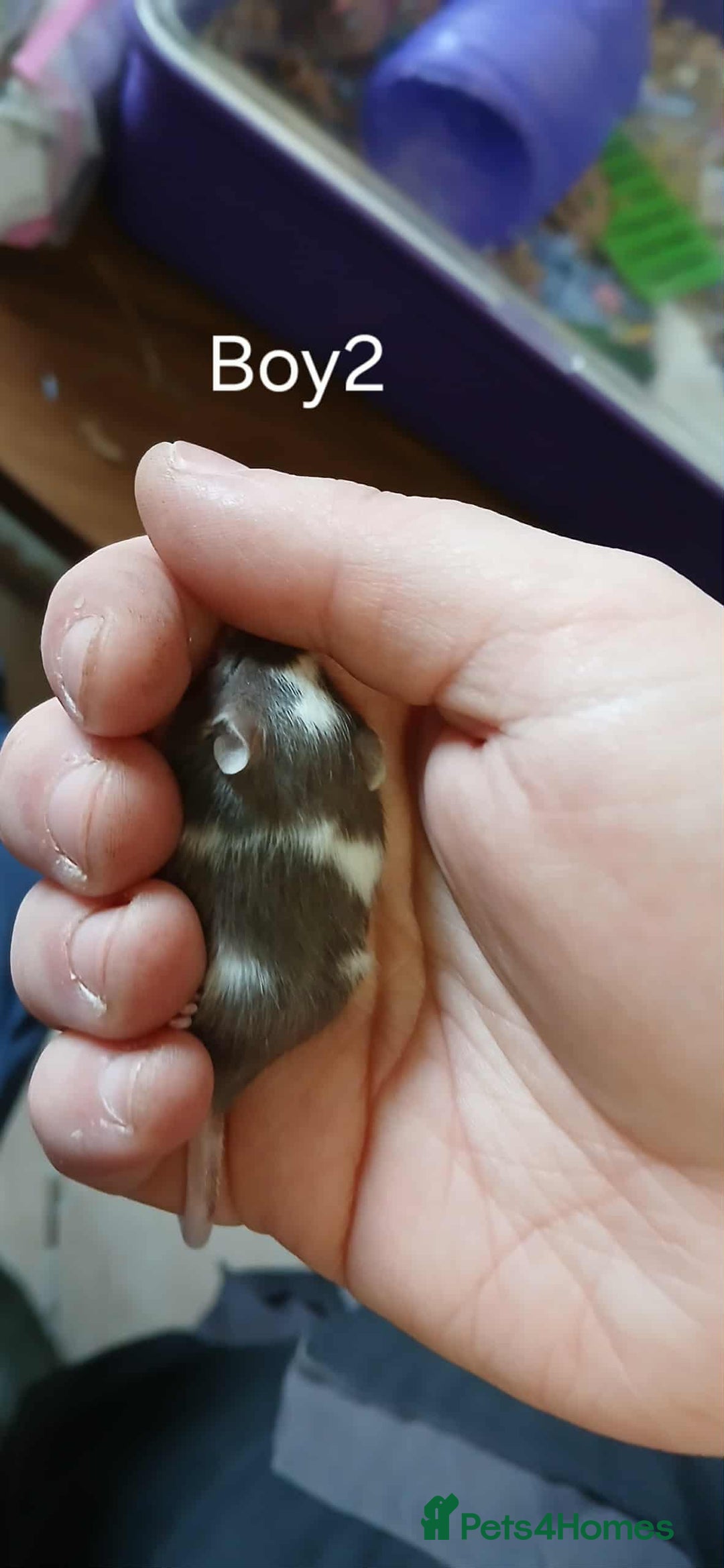 Mouse rodents for sale: Baby mice mixed  - Advert 5