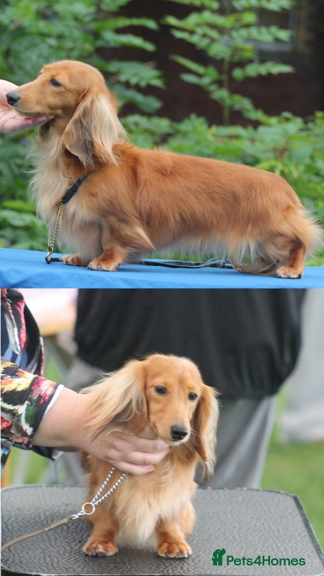 Miniature Dachshund dogs for sale: Top Show Quality KC Miniature Dachshund Puppies - Image 3