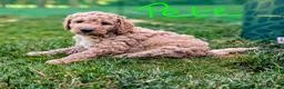 Goldendoodle dogs for sale: 🐾 Beautiful Standard Goldendoodle Puppies 🐾 - Advert 27